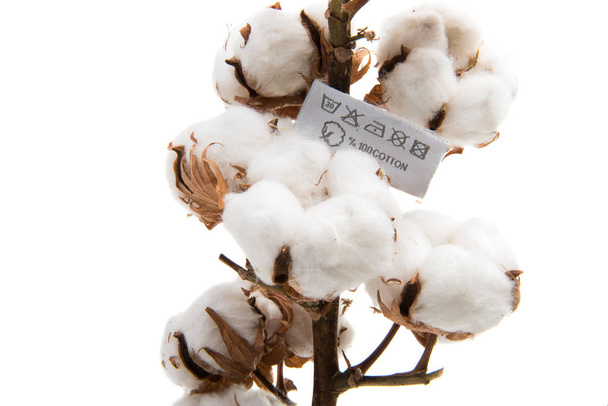 Bola de algodão macio de planta de algodão
  - Foto, Imagem
