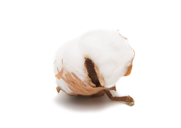 Fluffy cotton ball of cotton plant  - Photo, Image