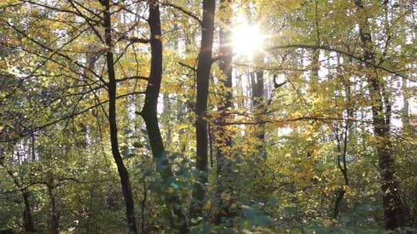 Herbstabend. schöne Landschaft. die Sonne scheint durch die Bäume. - Filmmaterial, Video