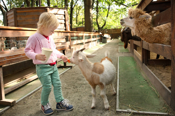 Cute little girl feeding funny goat in petting zoo - 写真・画像