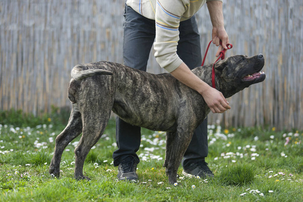 Big dog pressa canario training on a leash - Photo, Image