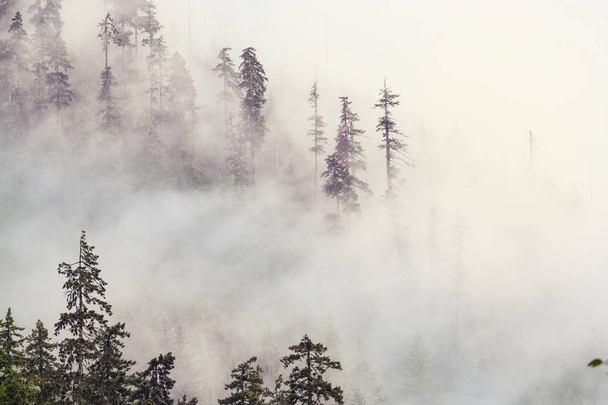 魔法の霧の森の眺め  - 写真・画像