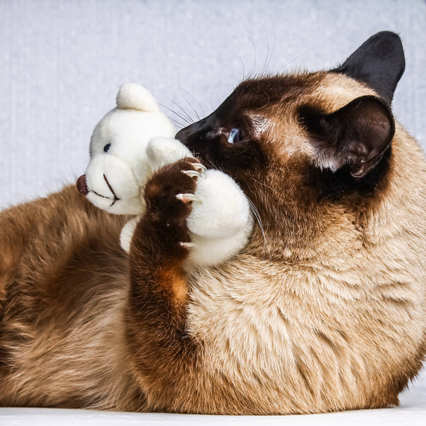 Siamilainen thaimaalainen kissa leikkii nallekarhun kanssa. Kynnet, hampaat, aggressio
. - Valokuva, kuva