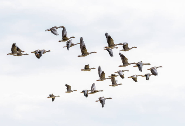 A flock of flying greylag geese - Photo, Image