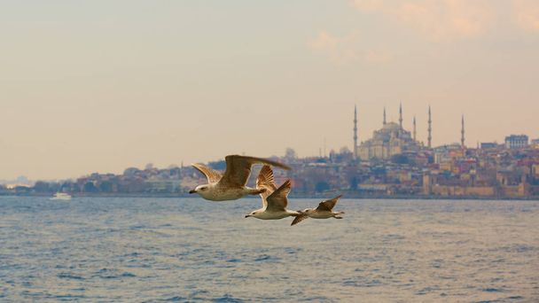 Seagulls flying in a sky with a mosque at the background - Foto, afbeelding