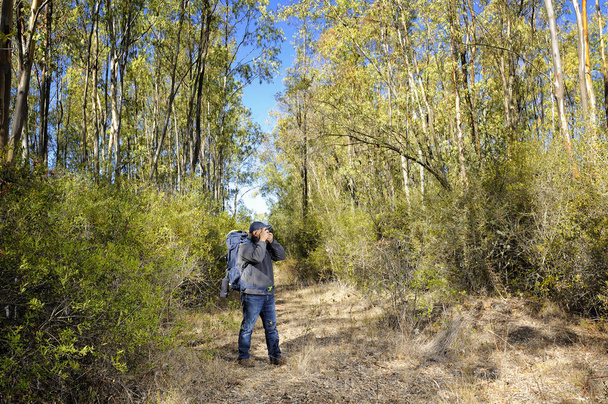 Hiker taking pictures in a forest. - Foto, Imagem