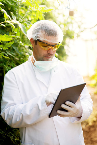 farmer using digital tablet in greenhouse - Фото, зображення