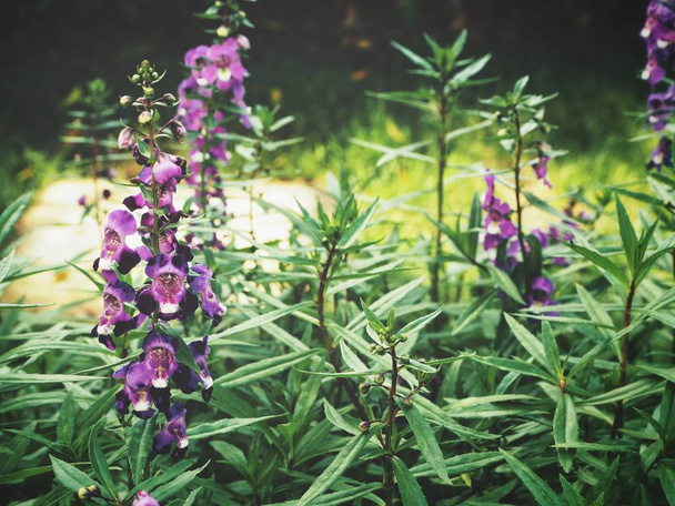 Hermosas flores de salvia púrpura estilo vintage
 - Foto, Imagen