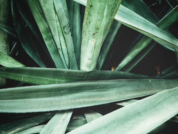 Close up van groene agave - Foto, afbeelding