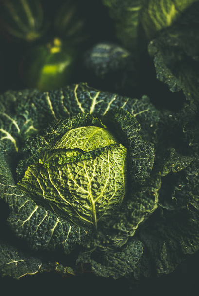 Raw fresh green cabbage - Фото, изображение