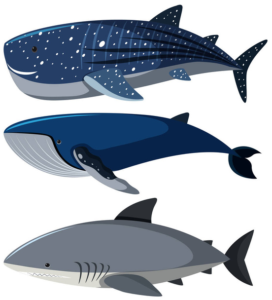 Három különböző típusú cápák - Vektor, kép