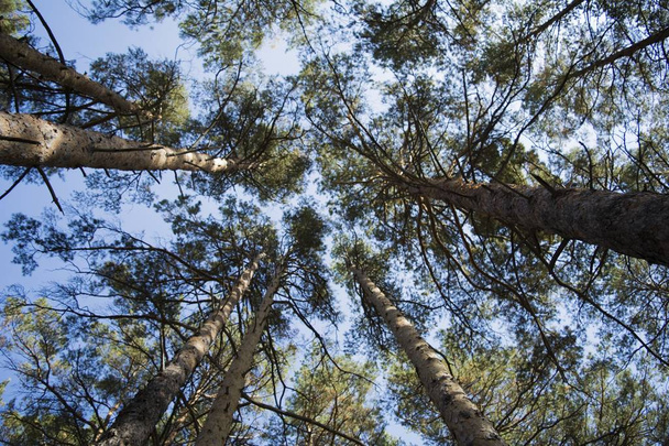 Сосновый лес. Деревья против голубого неба
. - Фото, изображение