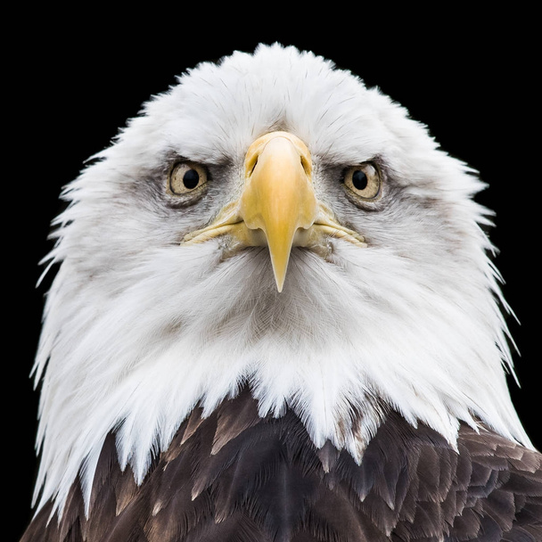 Bald Eagle XVIII - Φωτογραφία, εικόνα