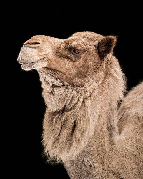 Dromedario Camello III
 - Foto, imagen