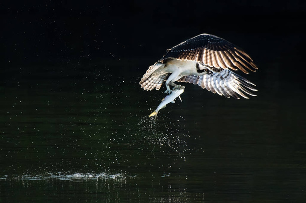 Osprey uçuş Catch VIII ile - Fotoğraf, Görsel