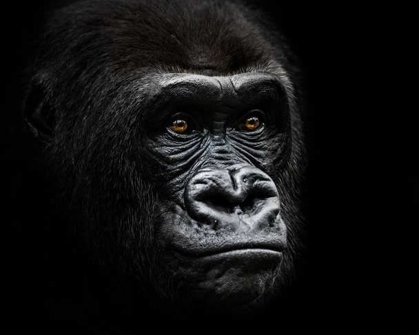 Gorilas de las tierras bajas occidentales IV
 - Foto, imagen