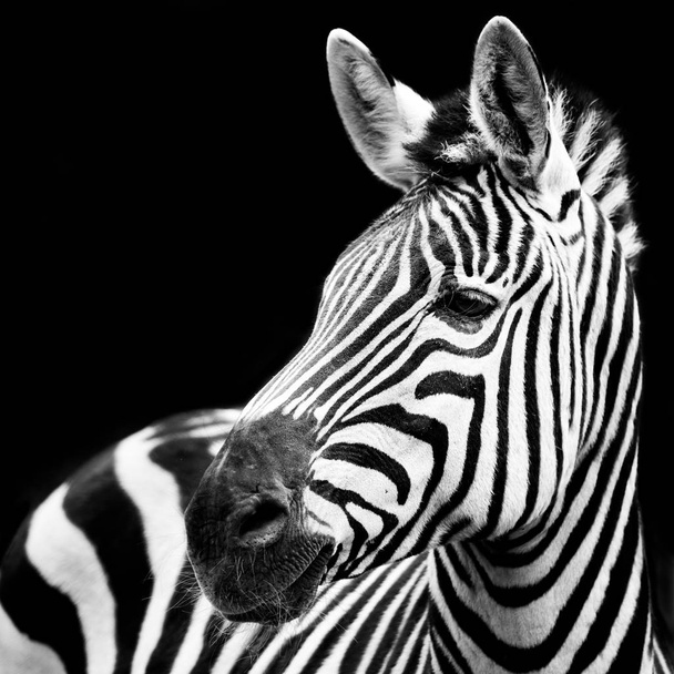 Plains Zebra zbliżenie - Zdjęcie, obraz