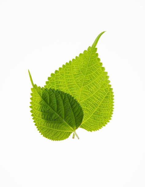 leaf or green leaf on a background - Photo, Image
