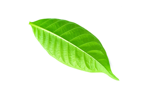 hojas de hierba verde fresca sobre fondo blanco
 - Foto, Imagen