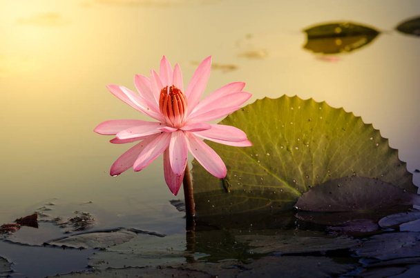 Die rosa Lotusblume - Foto, Bild