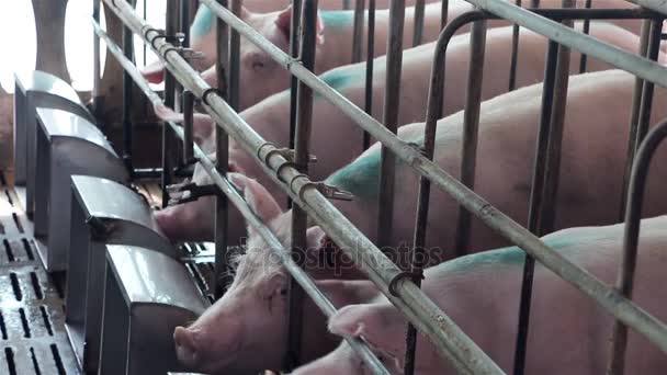 porcs dans la ferme porcine. - Séquence, vidéo