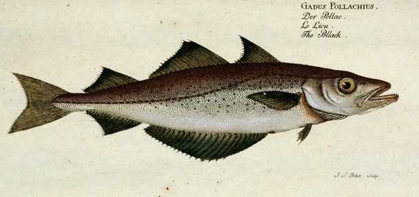 Illustration of a fish. - Photo, Image