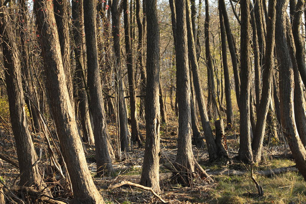  Autunno alberi nudi senza fogliame
  - Foto, immagini