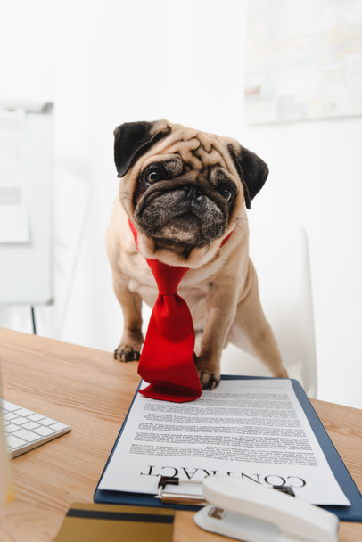 business dog with contract - Photo, Image