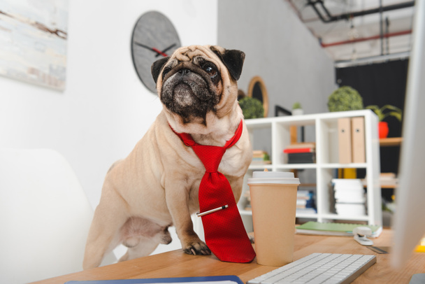 business dog - Foto, Bild