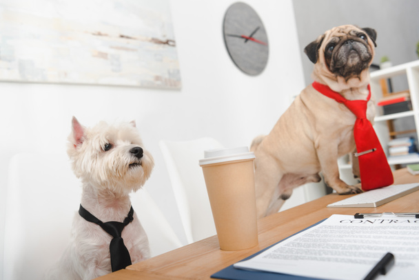 бізнес собаки в офісі
 - Фото, зображення
