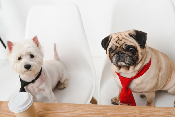 perros de negocios en corbatas
 - Foto, Imagen