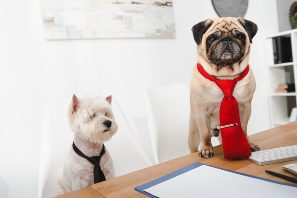 business dogs - Photo, Image