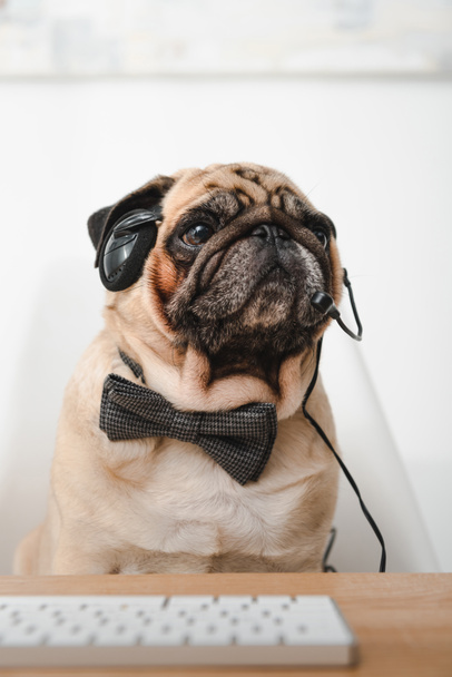 pug in headset and bow tie - Photo, Image