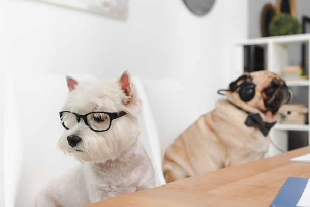 business dogs at workplace - Photo, Image