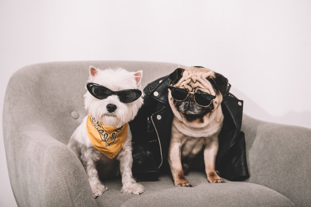 perros con estilo en gafas de sol
 - Foto, imagen