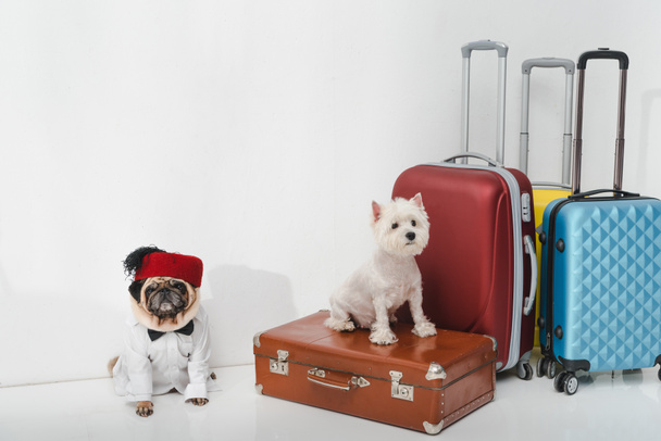 chiens avec valises
 - Photo, image
