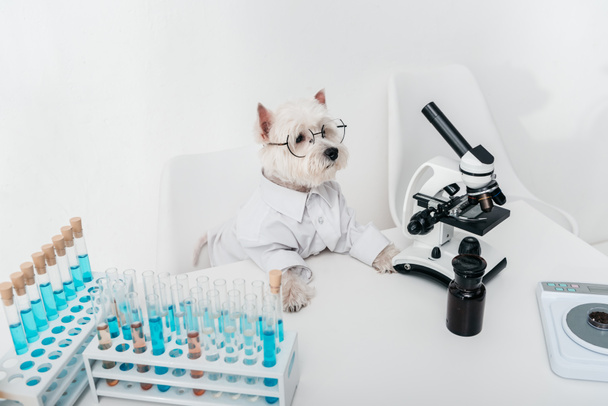 σκύλος με μικροσκόπιο και τους σωλήνες δοκιμής - Φωτογραφία, εικόνα