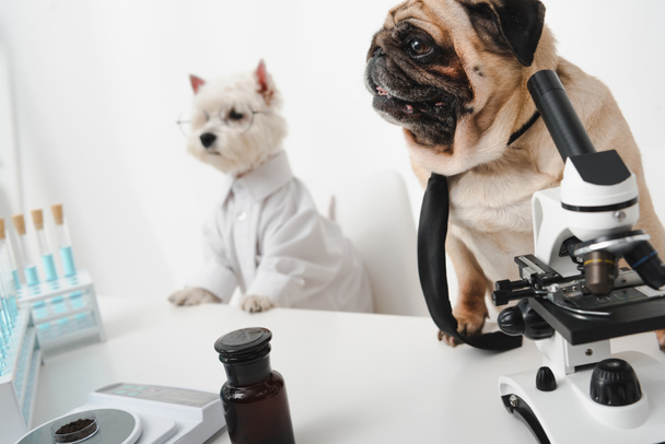σκυλιά επιστήμονες στο εργαστήριο - Φωτογραφία, εικόνα