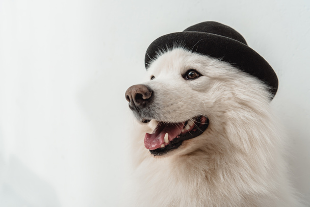 σκυλί μαύρο καπέλο - Φωτογραφία, εικόνα