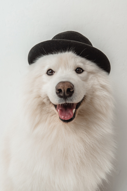 fluffy dog in hat - Foto, afbeelding