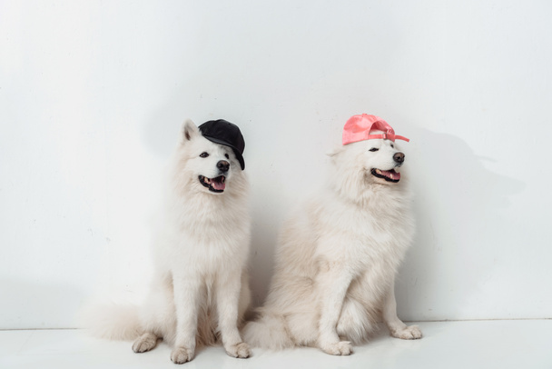 chiens samoyed en casquettes
 - Photo, image