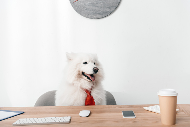 samoyed dog in necktie at workplace - Valokuva, kuva