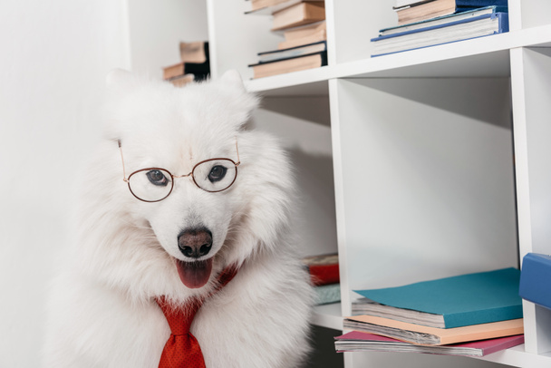 samoyed dog in necktie at workplace - Photo, Image