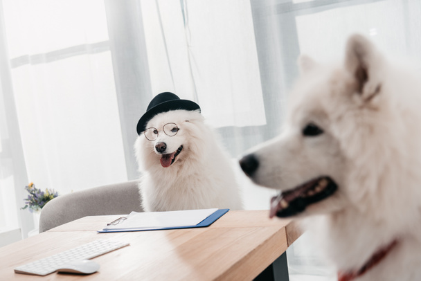 zakelijke honden in kantoor - Foto, afbeelding