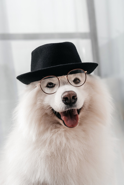 dog in hat and eyeglasses - Foto, afbeelding