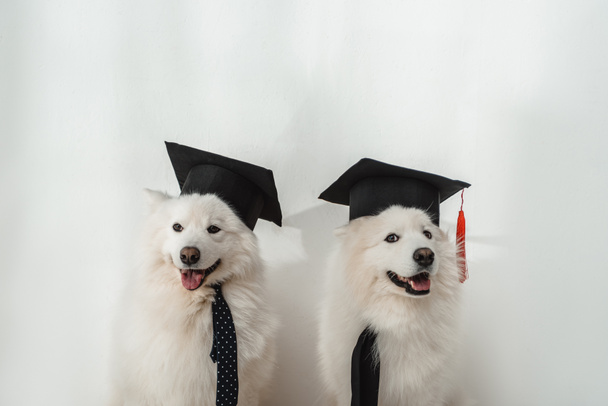 perros en sombreros de graduación
 - Foto, Imagen