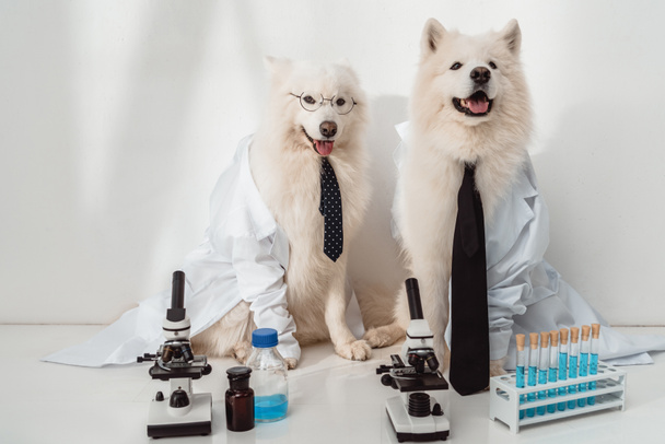perros científicos en batas de laboratorio
  - Foto, Imagen
