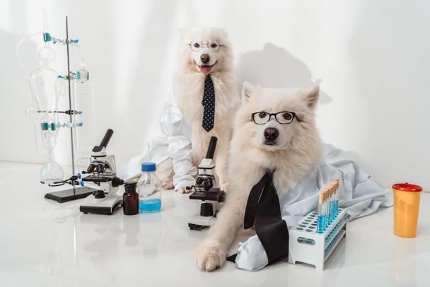 perros científicos
 - Foto, imagen