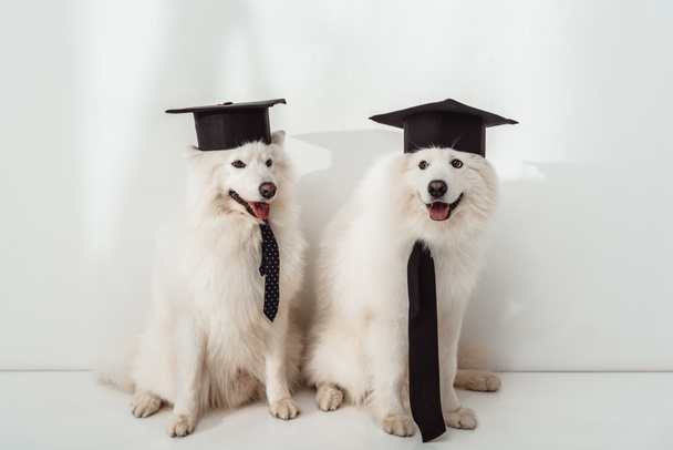 dogs in graduation hats - Fotografie, Obrázek