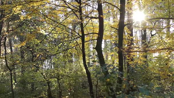 Autumn evening. Beautiful landscape. The sun shines through the trees. - Footage, Video